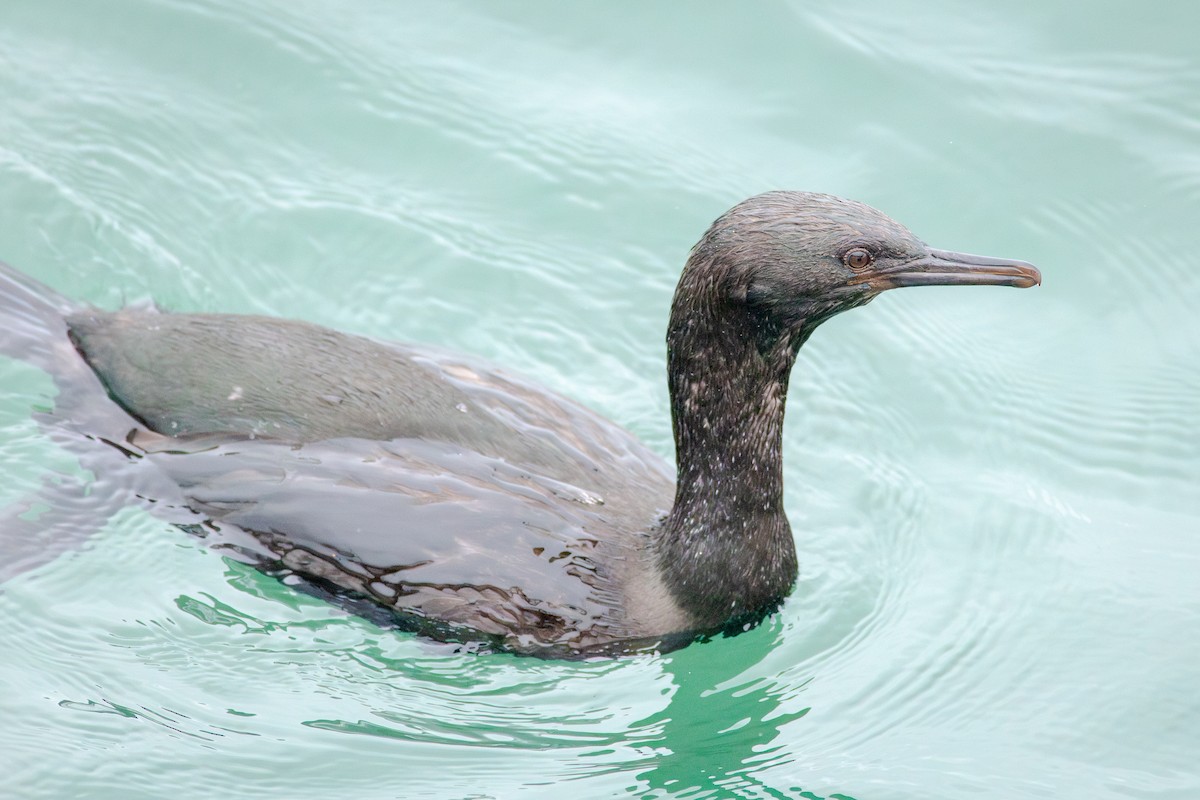 Баклан берингійський - ML647162468