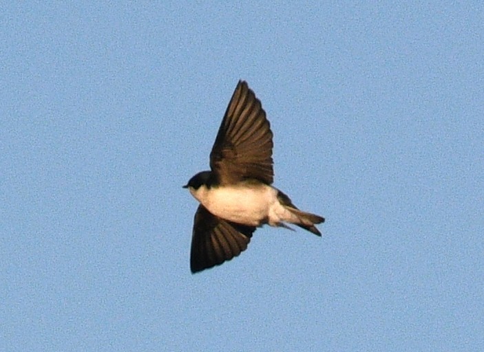 Tree Swallow - ML647162469