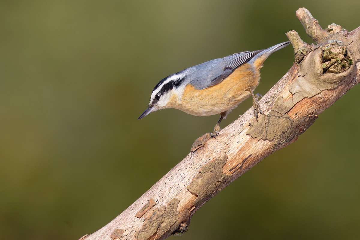 brhlík americký - ML647162470