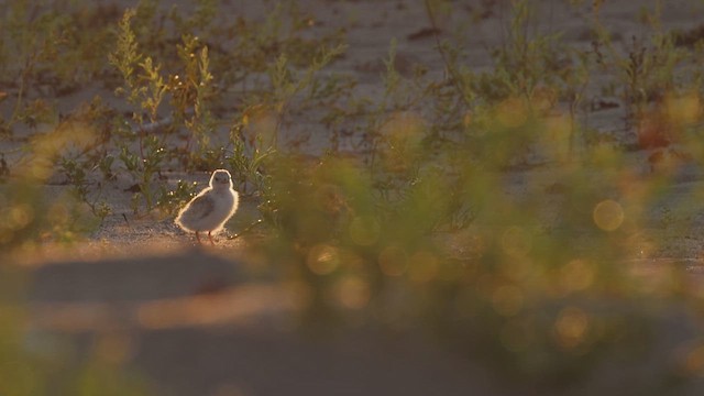 Least Tern - ML647162493