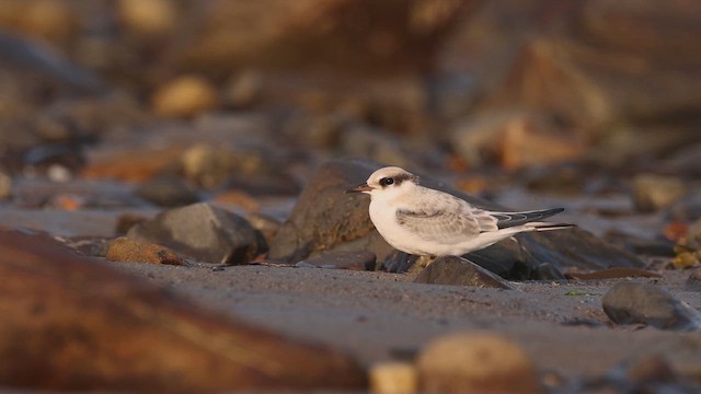 Least Tern - ML647162494
