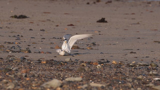 Least Tern - ML647162495