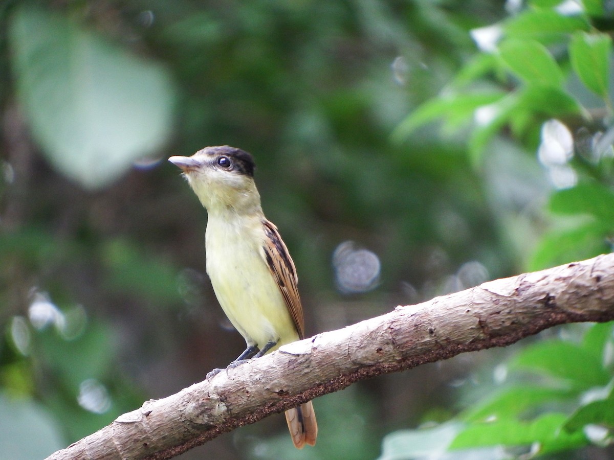 Gray-collared Becard - ML647162504