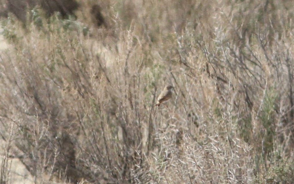 Puna Miner - ML647162506