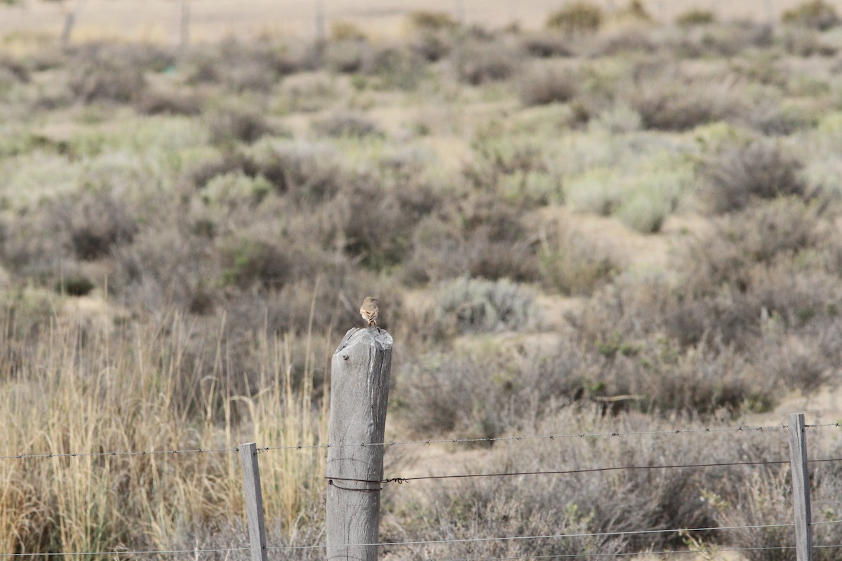 Puna Miner - ML647162507