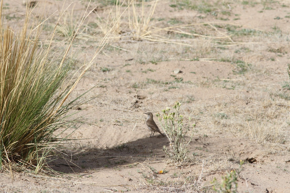 Rufous-banded Miner - ML647162512