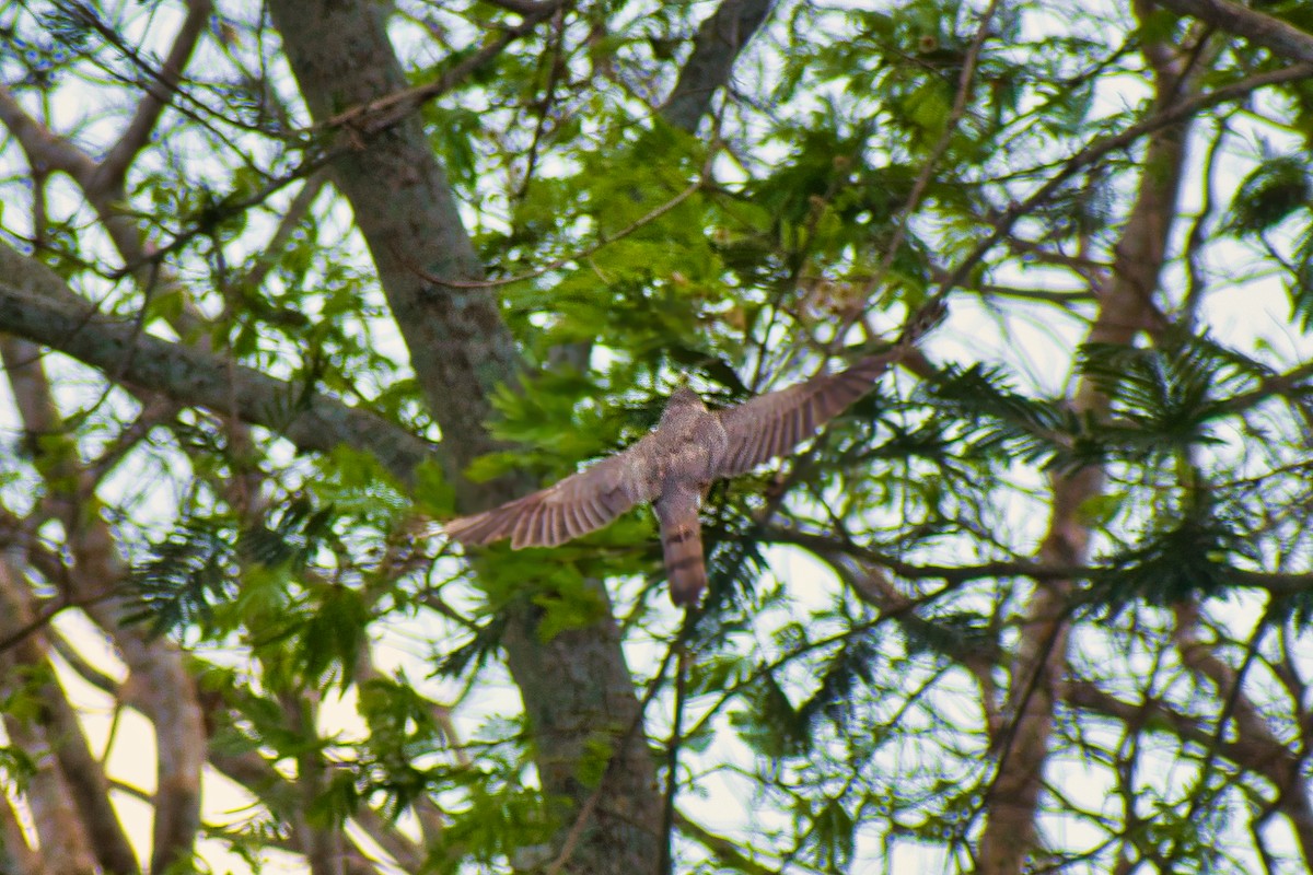 Gundlach's Hawk - ML647162514