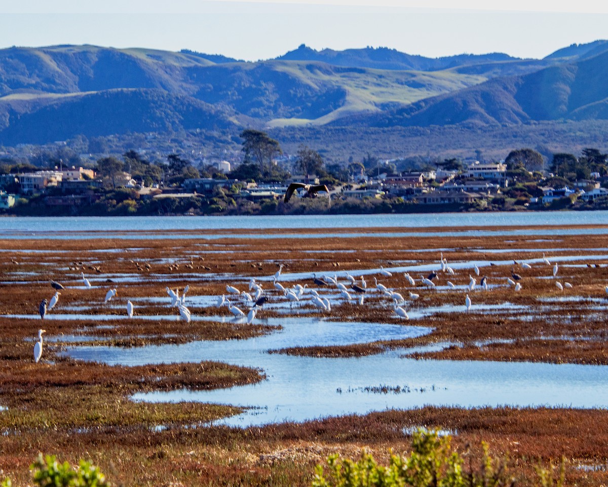 Great Egret - ML647162515