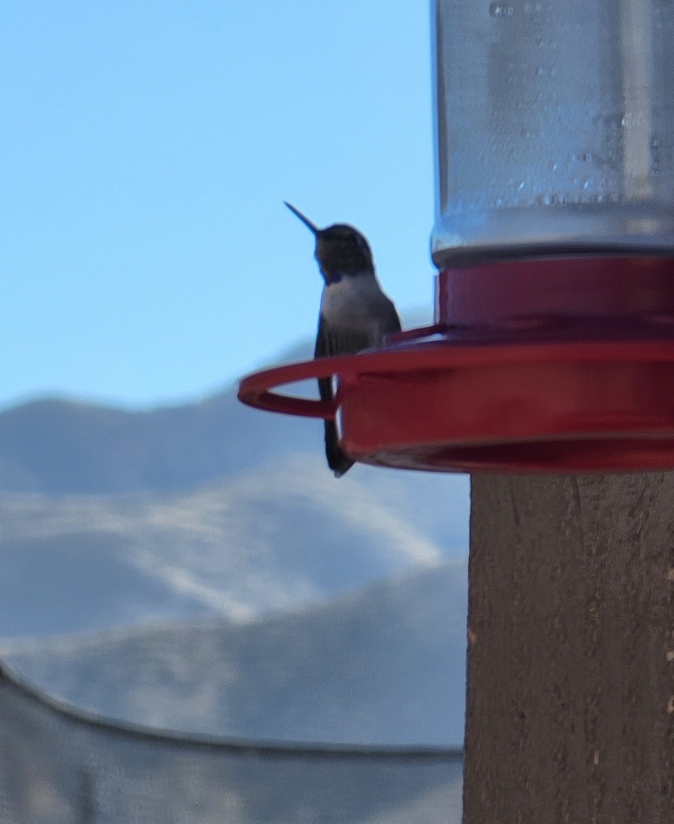 Colibri de Costa - ML647162527