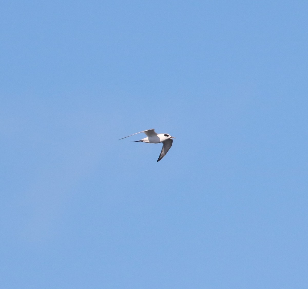 Forster's Tern - ML647162534