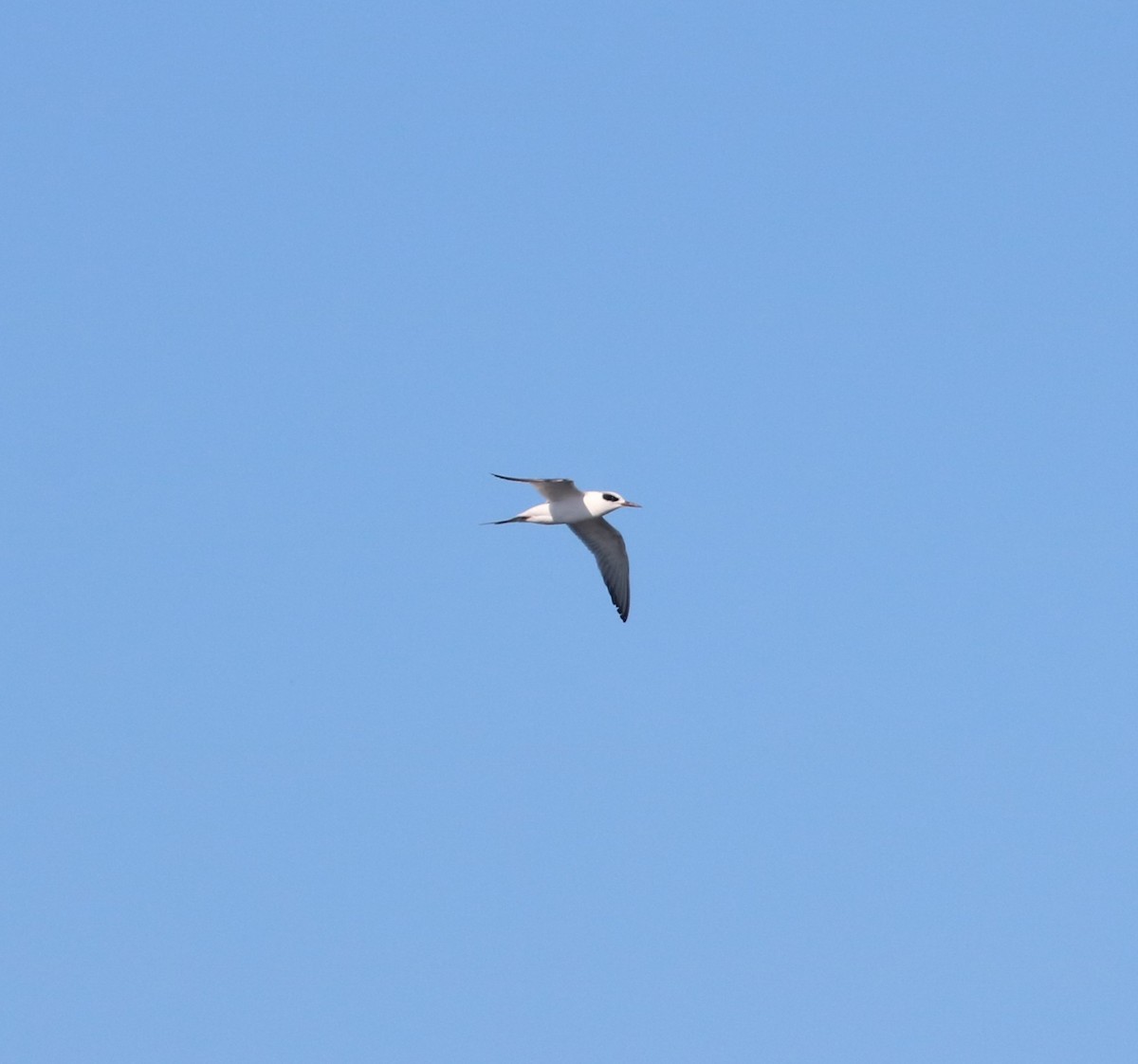 Forster's Tern - ML647162535
