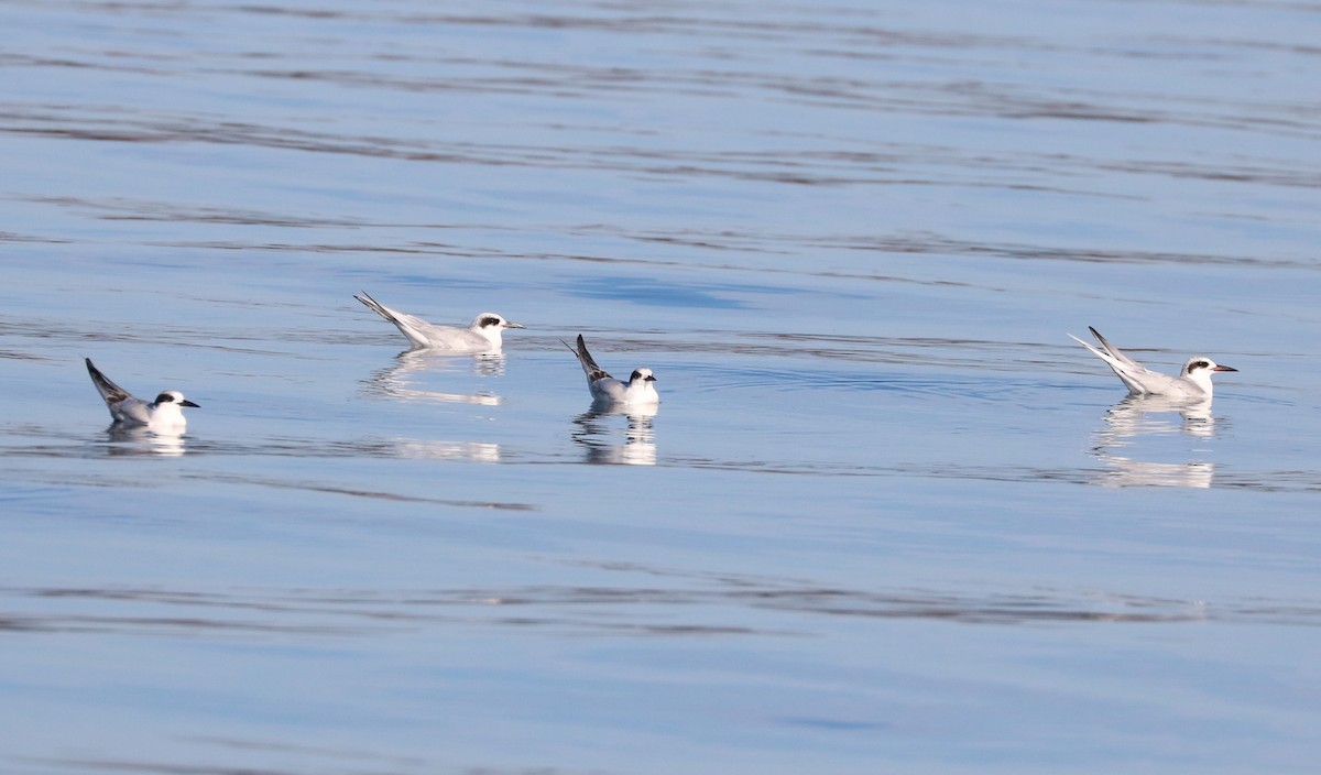 Forster's Tern - ML647162536