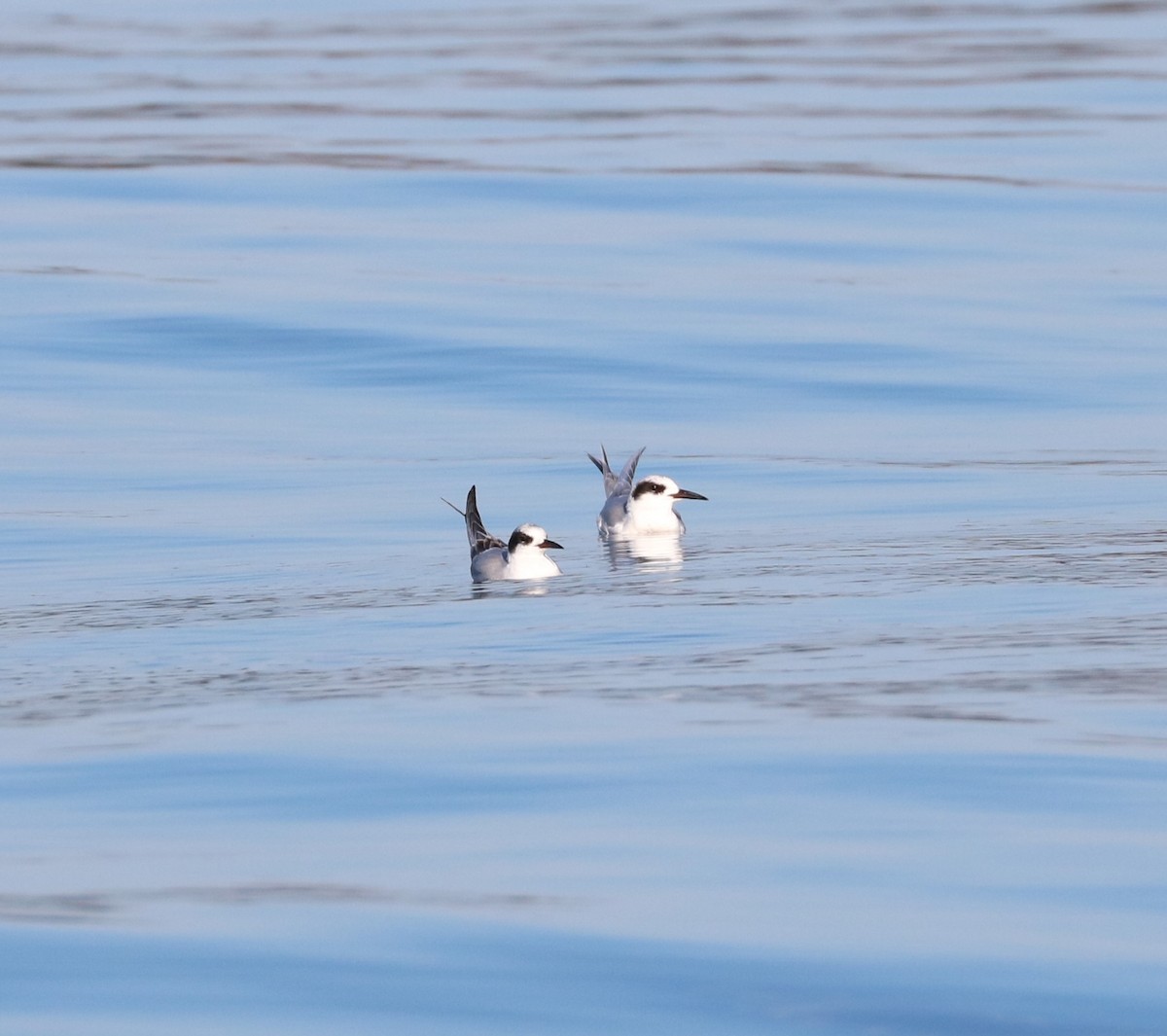 Forster's Tern - ML647162537