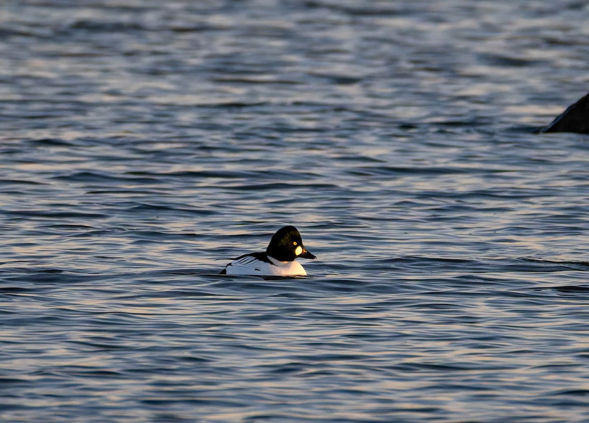 Garrot à oeil d'or - ML647162538