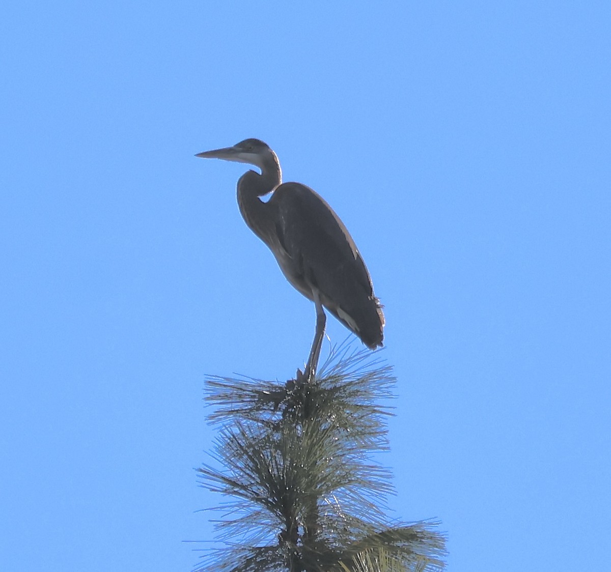 Grand Héron - ML647162539