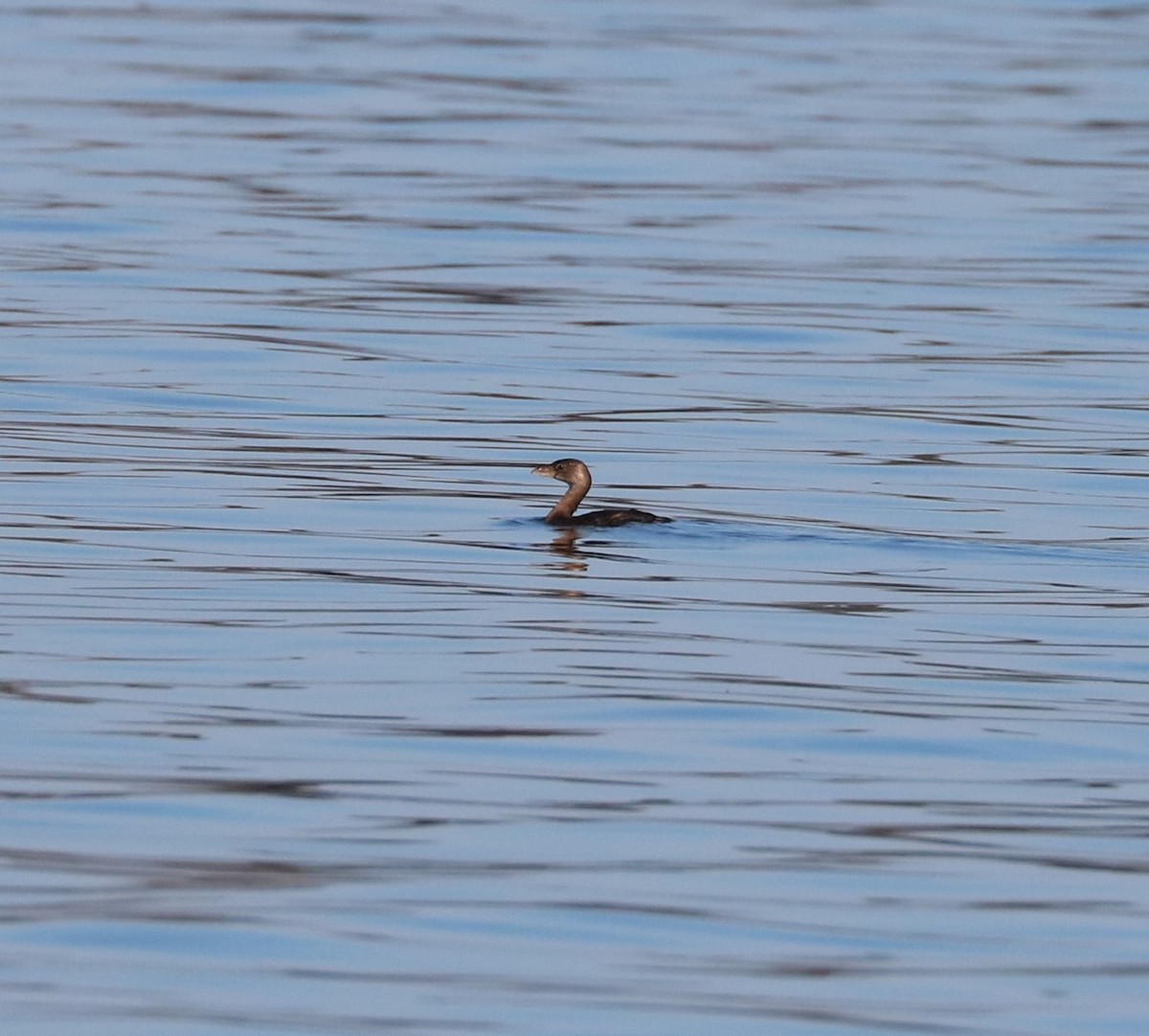 Grèbe à bec bigarré - ML647162540