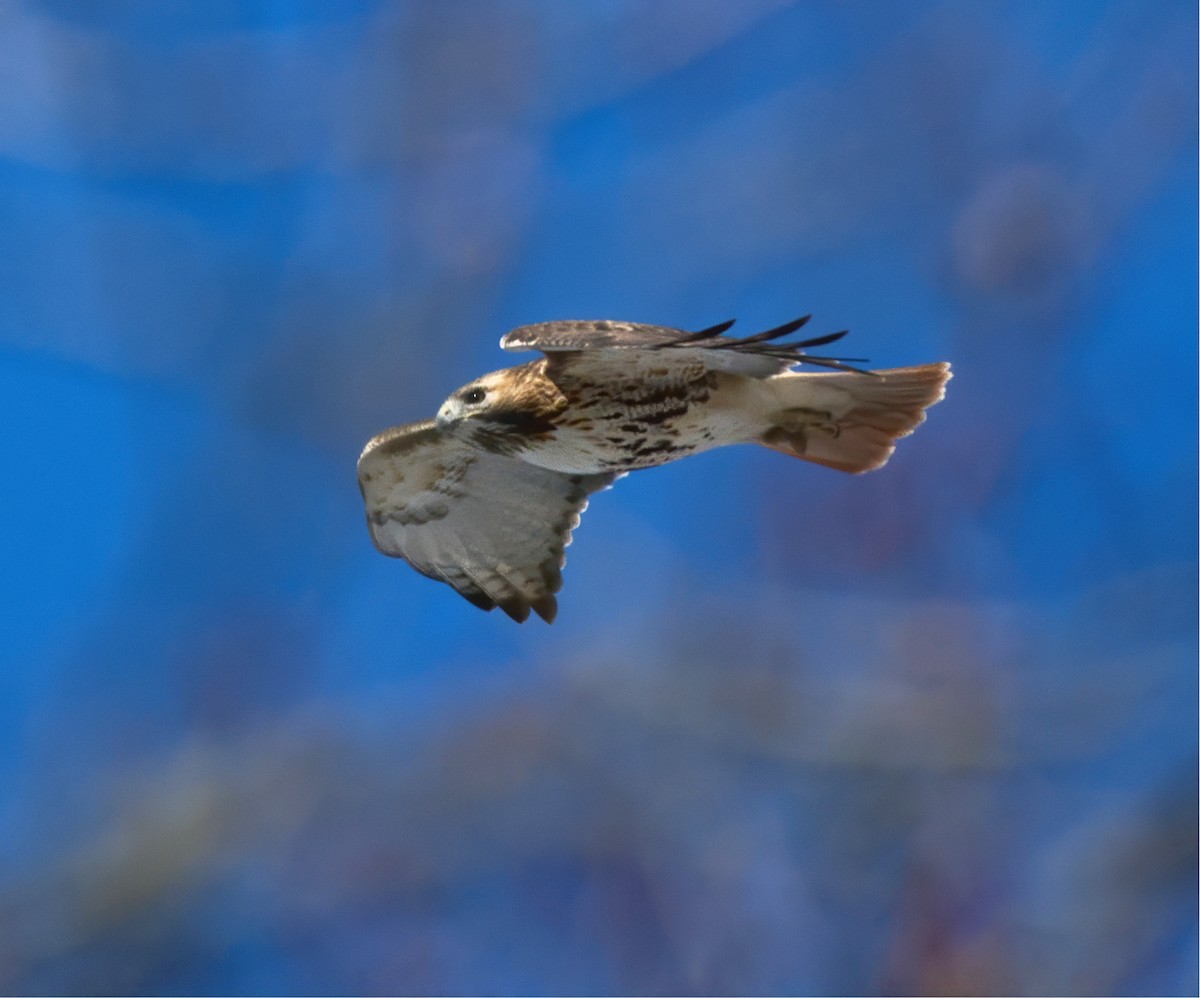 Buse à queue rousse - ML647162541