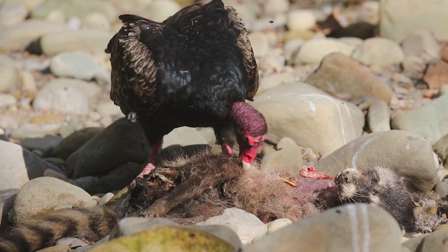 Urubu à tête rouge - ML647162542