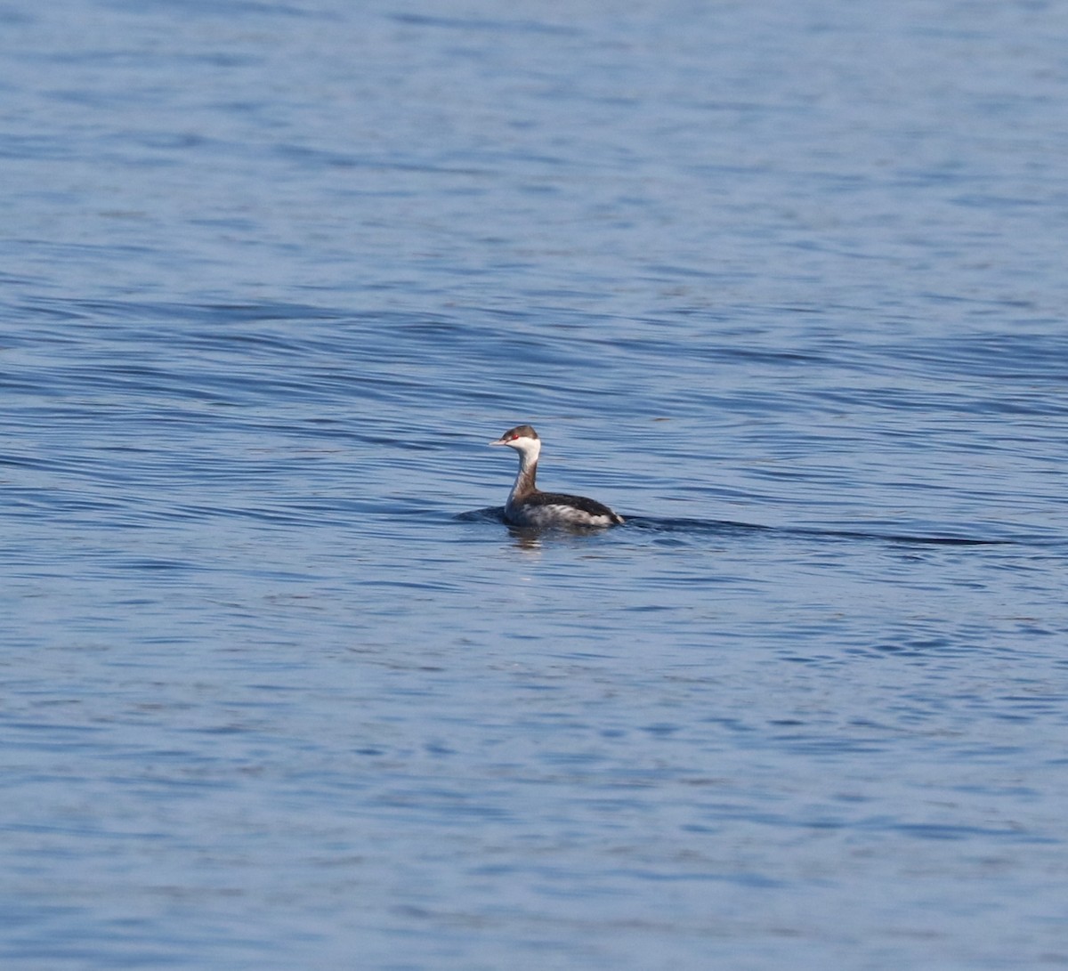 ミミカイツブリ - ML647162543