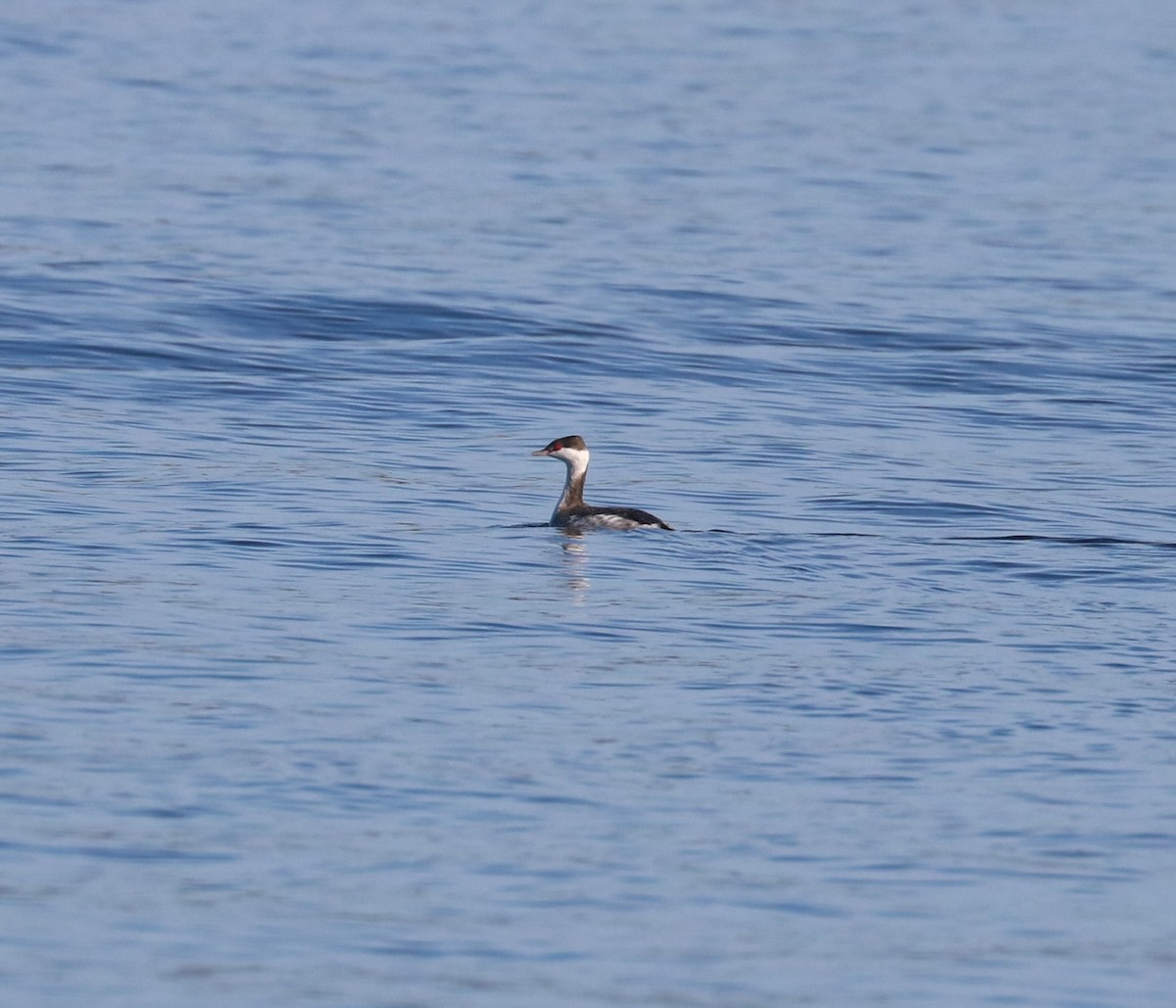 ミミカイツブリ - ML647162544