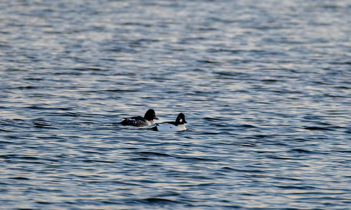 Garrot à oeil d'or - ML647162545