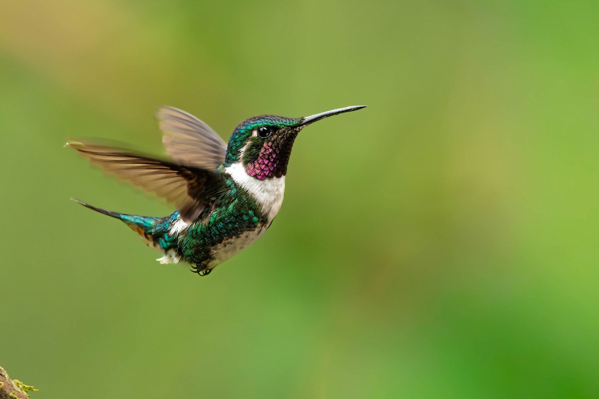 Colibri de Mulsant - ML647162546