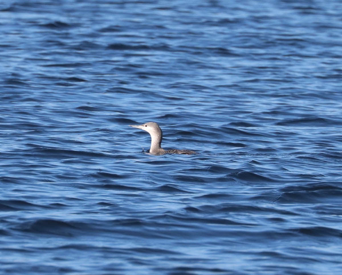 Plongeon catmarin - ML647162547