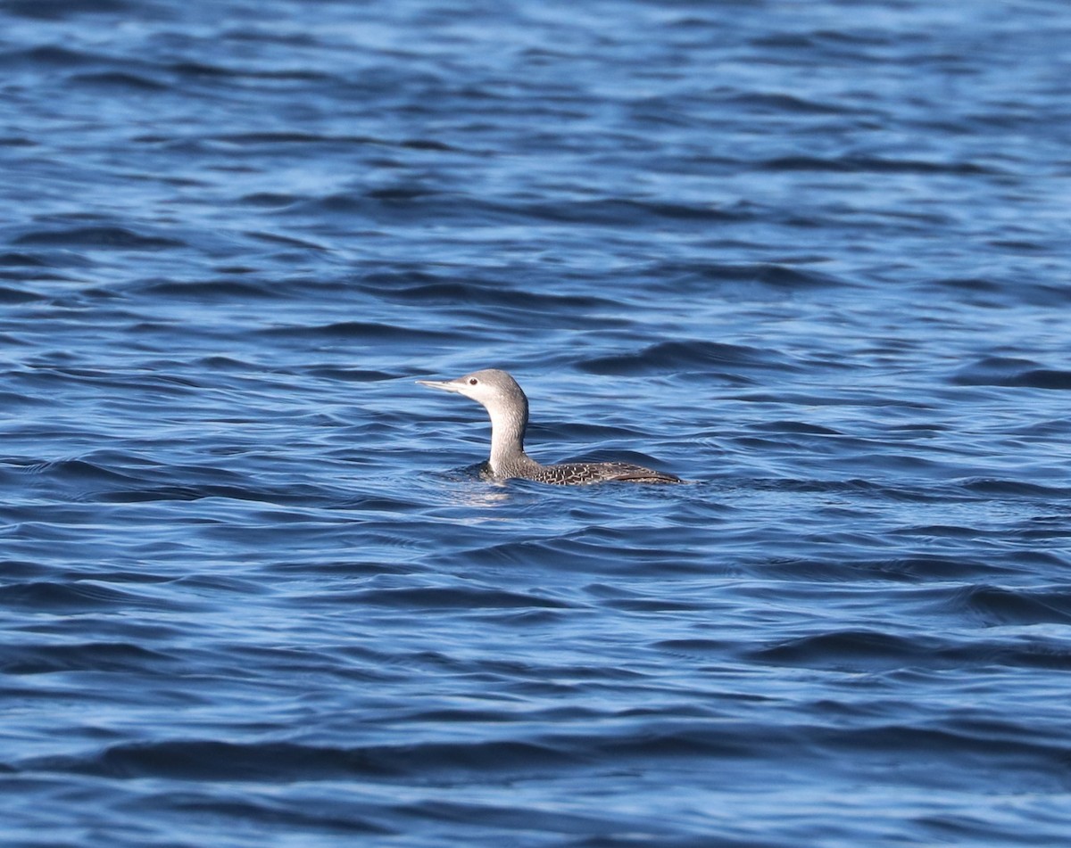 Plongeon catmarin - ML647162548