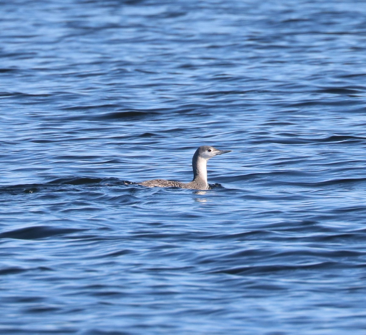 Plongeon catmarin - ML647162549