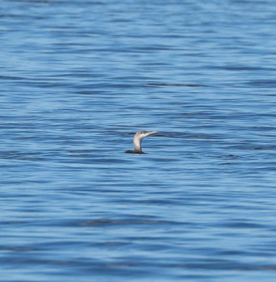 Plongeon catmarin - ML647162550