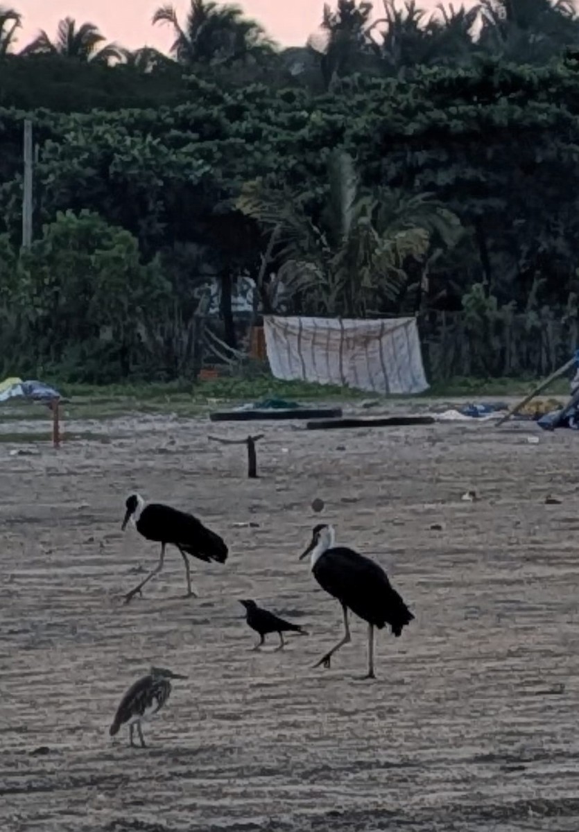 Asian Woolly-necked Stork - ML647162551