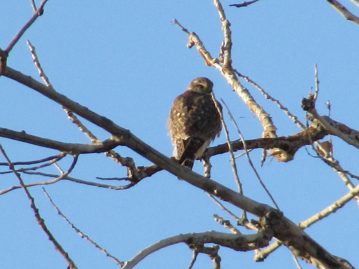 Faucon émerillon - ML647162552