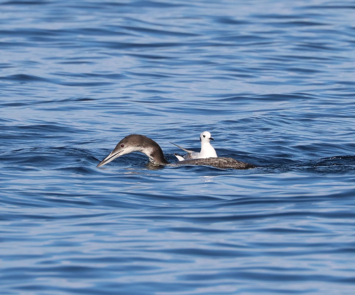 Plongeon huard - ML647162553