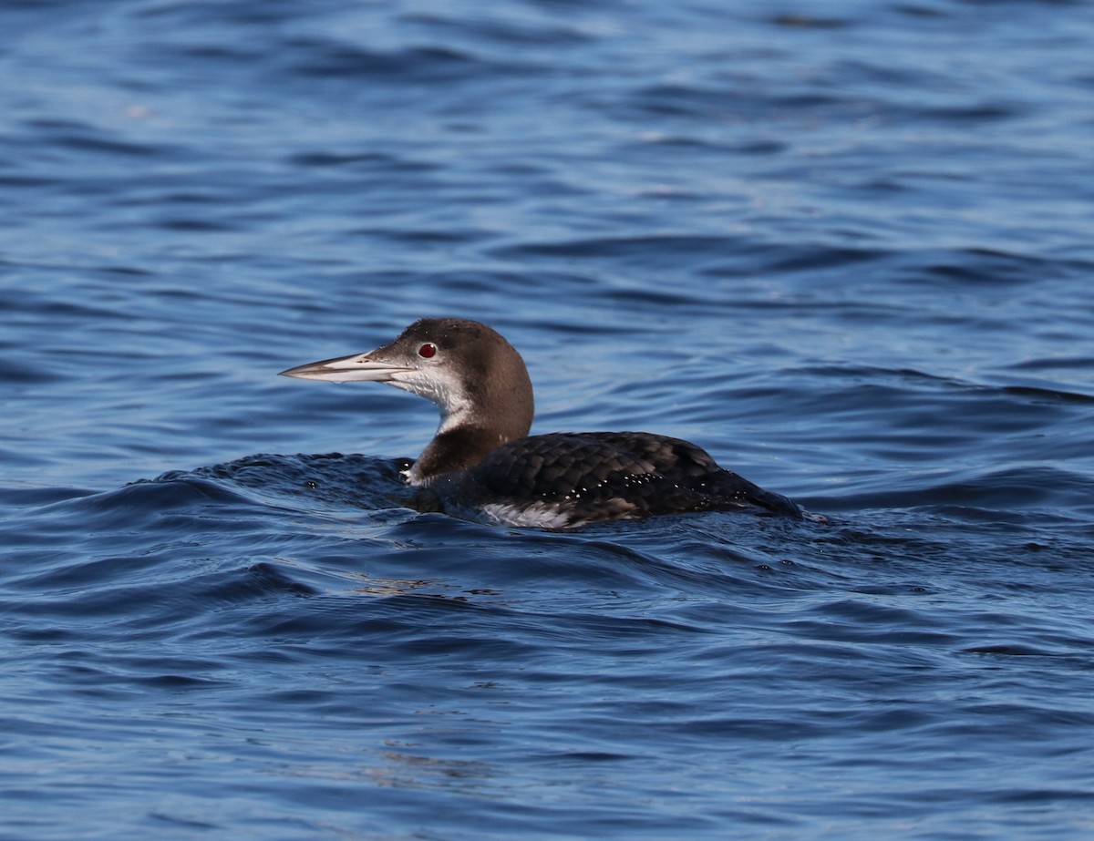 Plongeon huard - ML647162554