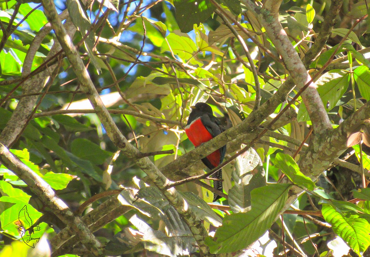 Trogon rosalba - ML647162558