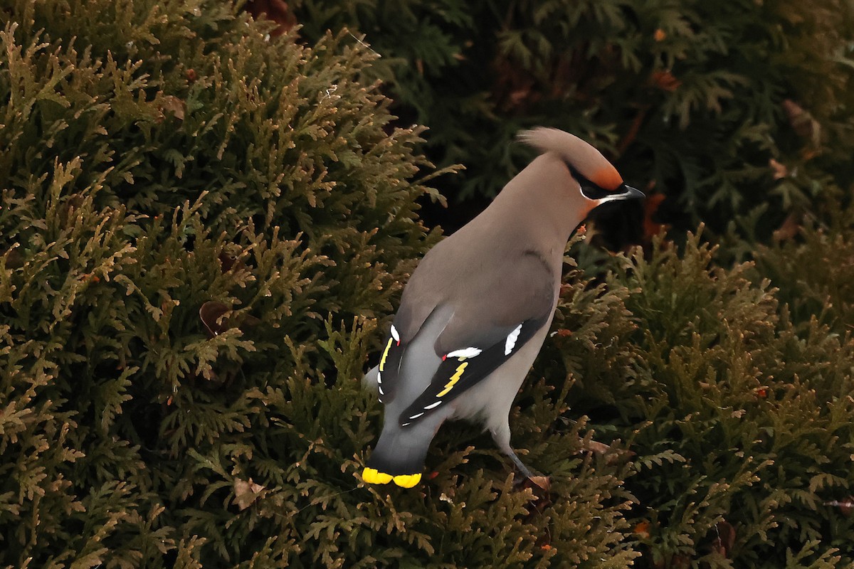 Jaseur boréal - ML647162560