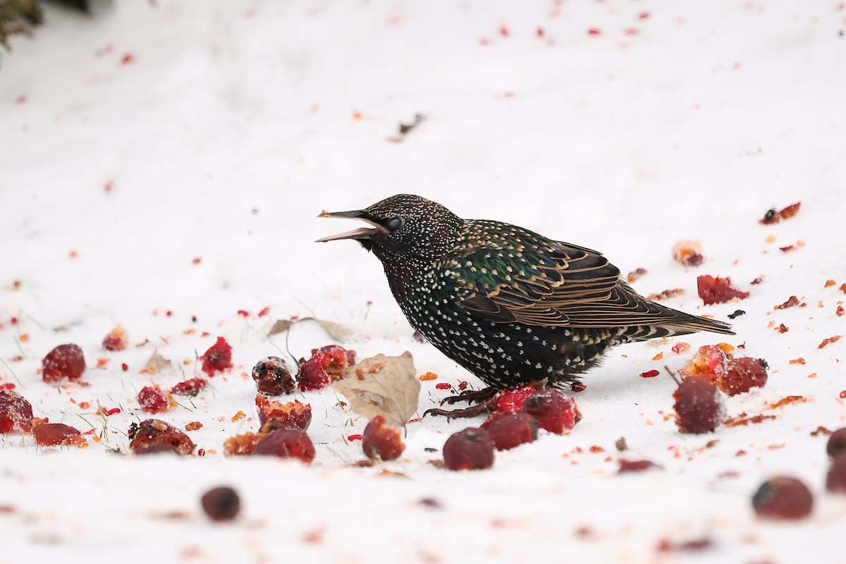 Étourneau sansonnet - ML647162563