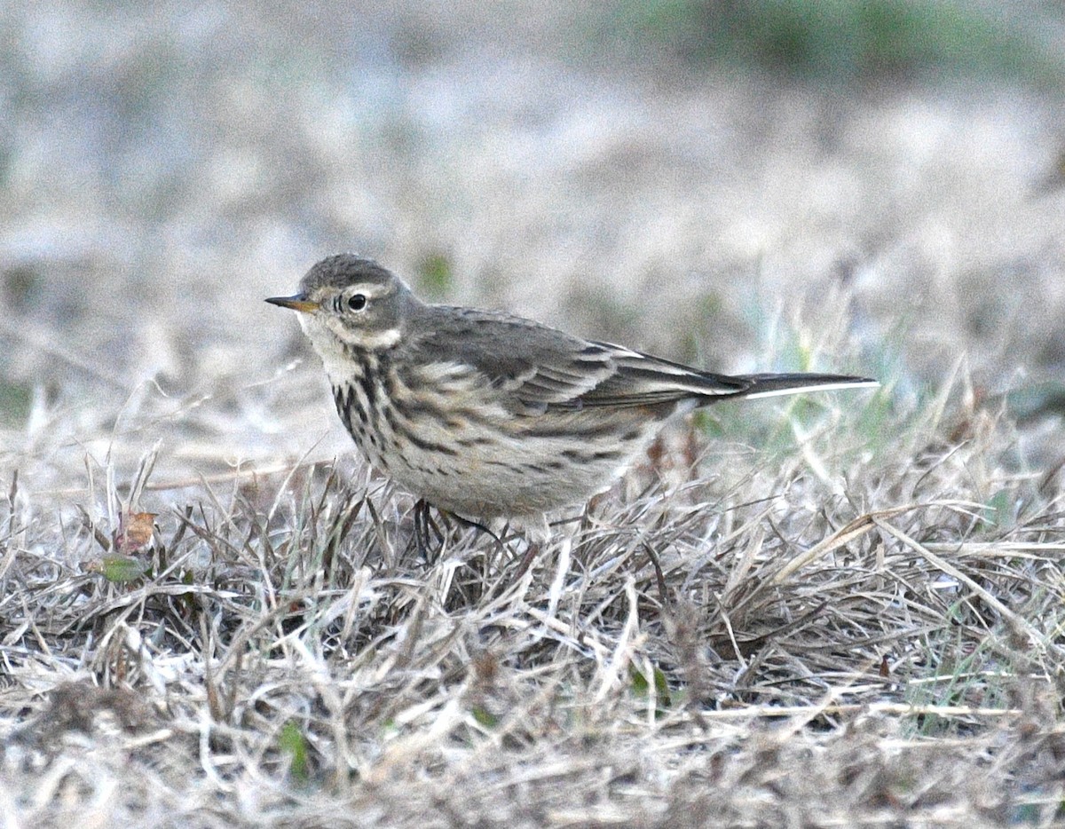 Pipit d'Amérique - ML647162564