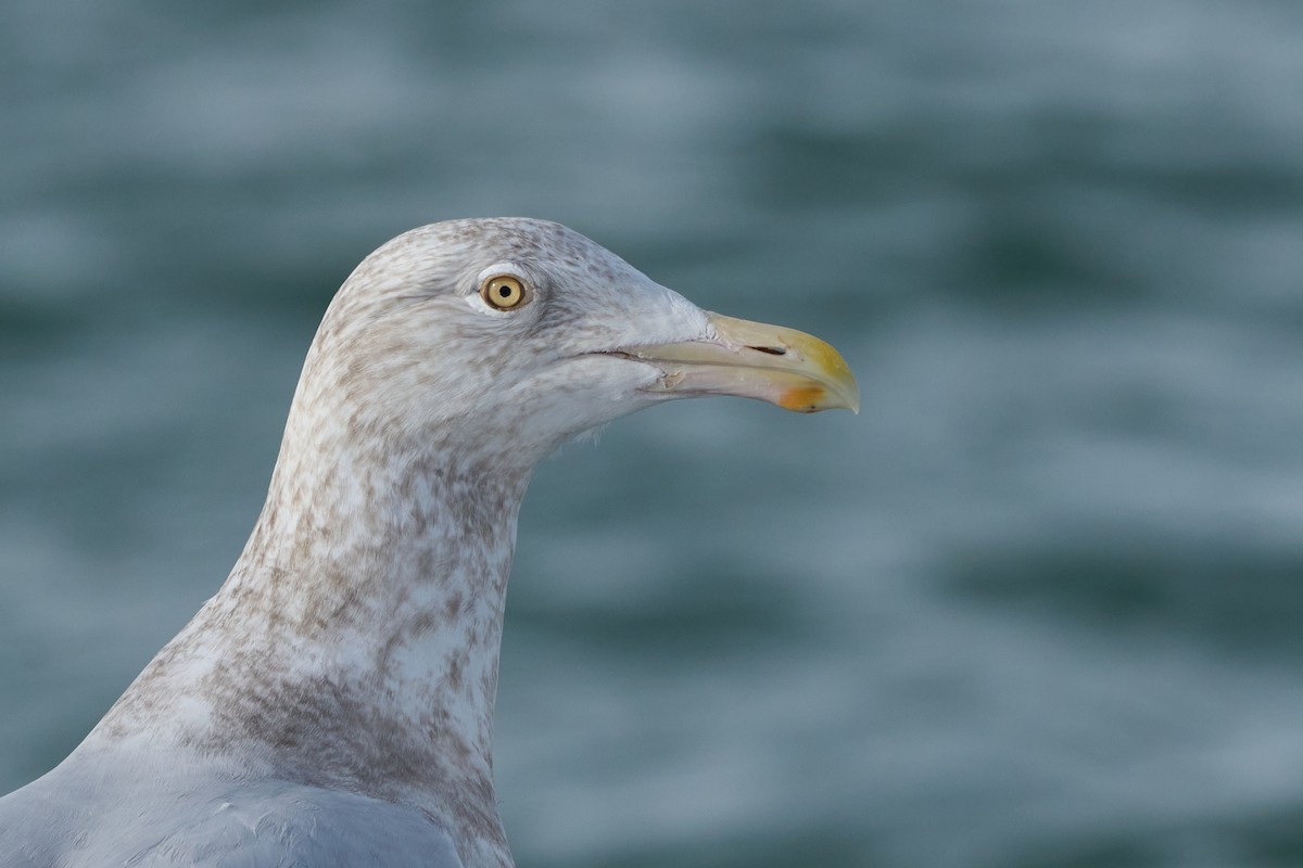 Gavión Hiperbóreo - ML647162573