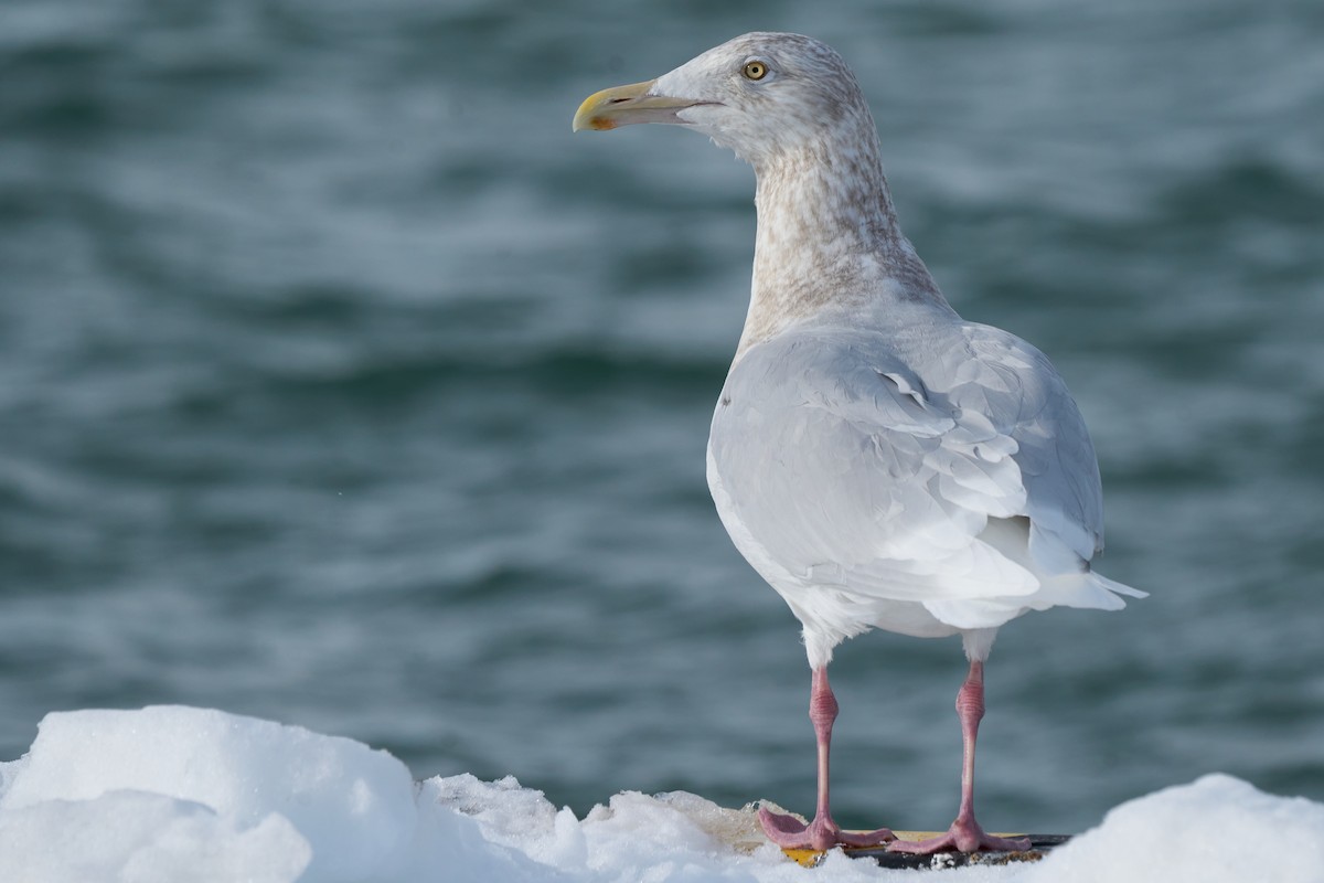 Gavión Hiperbóreo - ML647162574