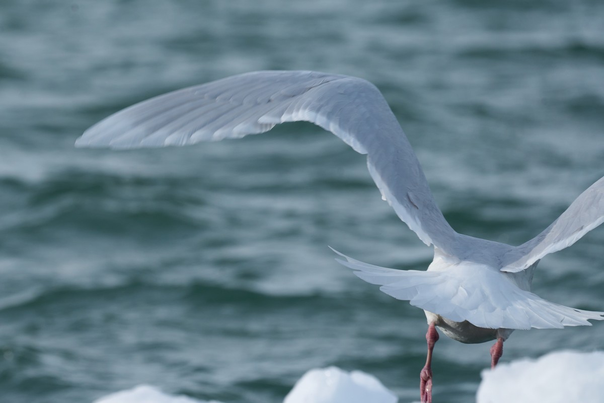 Gavión Hiperbóreo - ML647162575