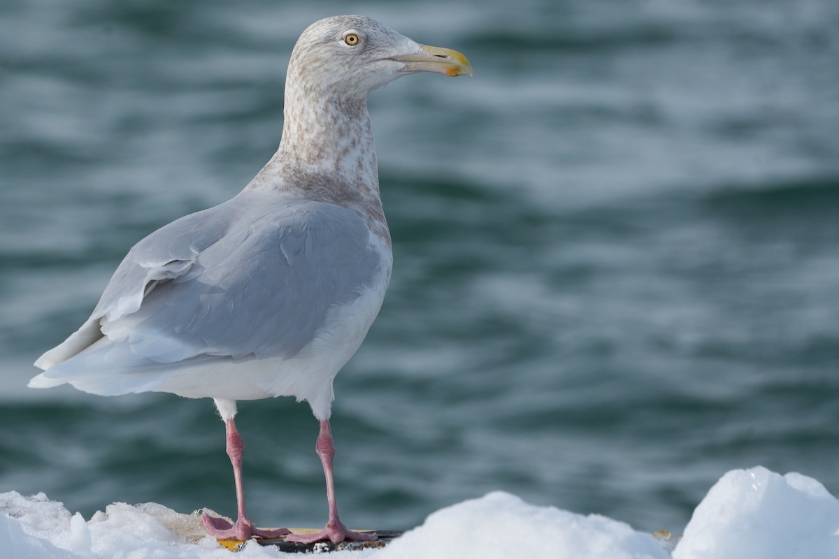 Gavión Hiperbóreo - ML647162576
