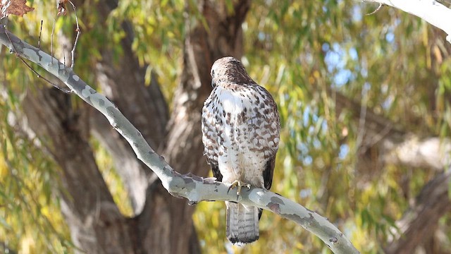 Канюк неоарктичний - ML647162579