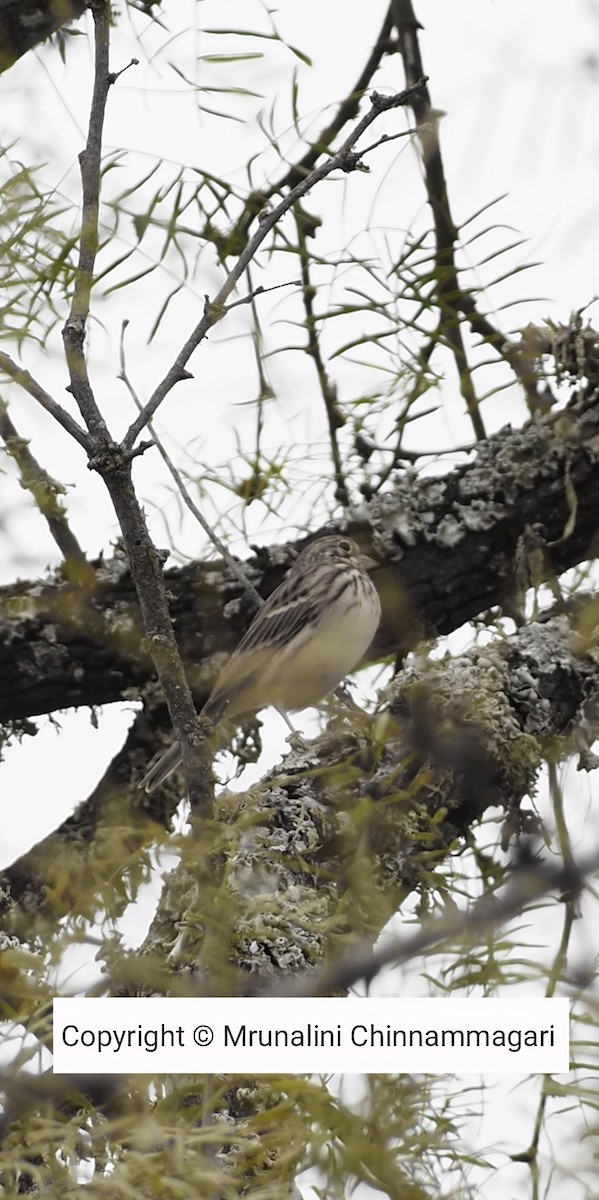Vesper Sparrow - ML647162580