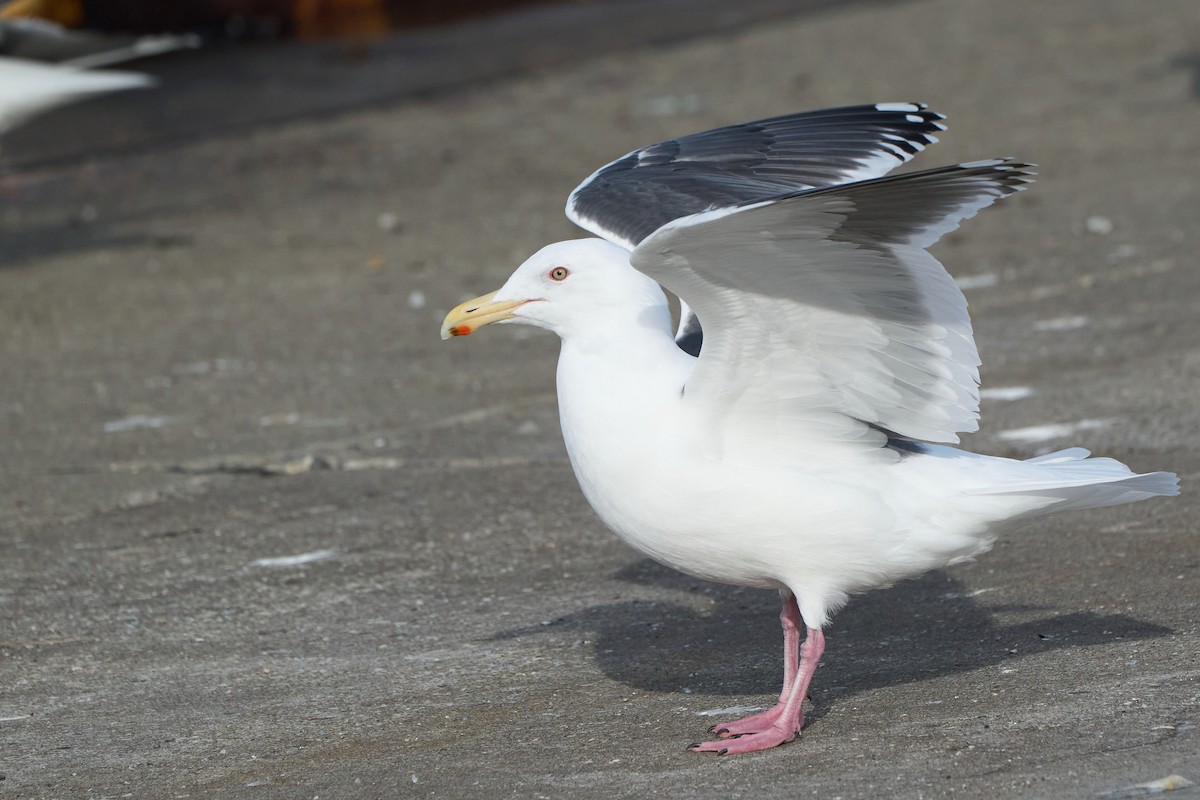 skifermåke - ML647162590