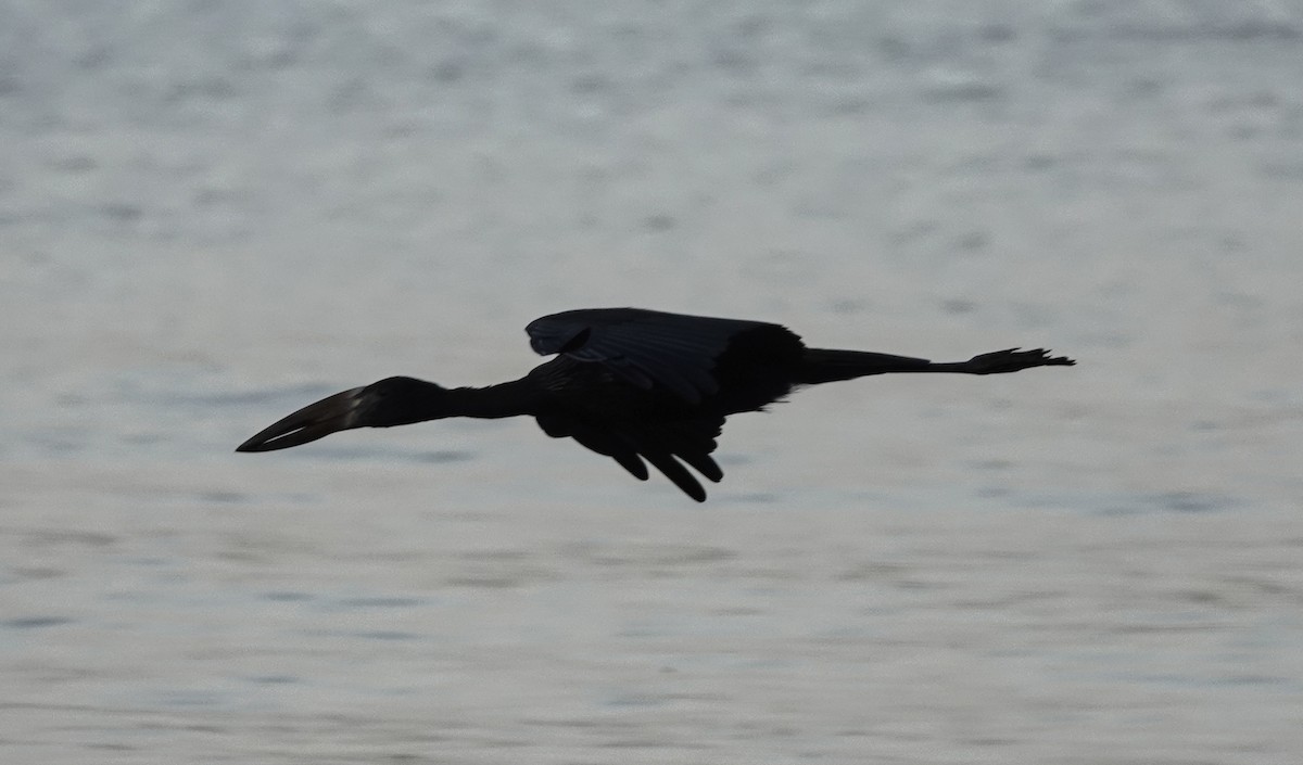 クロスキハシコウ - ML647162594