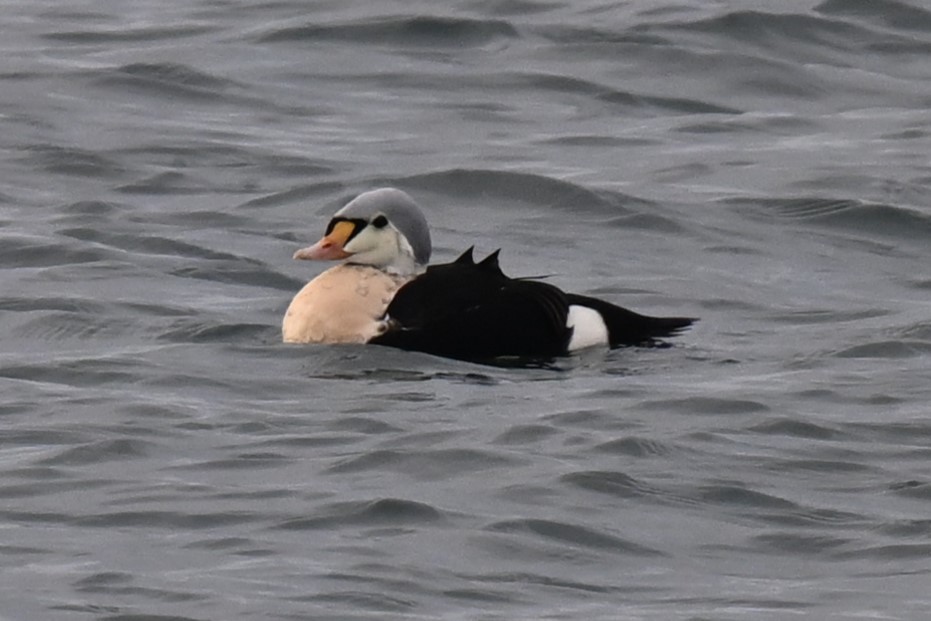 King Eider - ML647162595