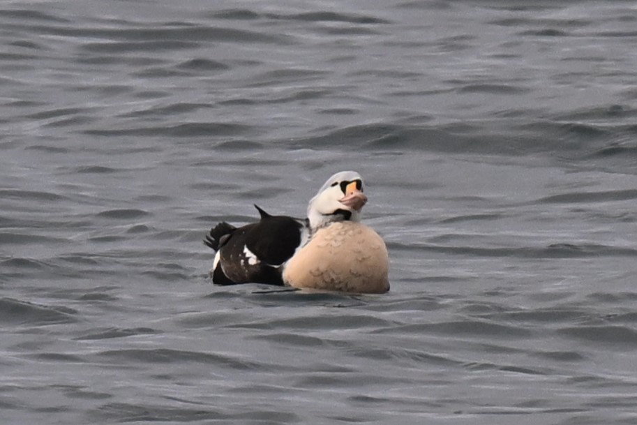 King Eider - ML647162596