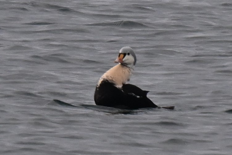 King Eider - ML647162597