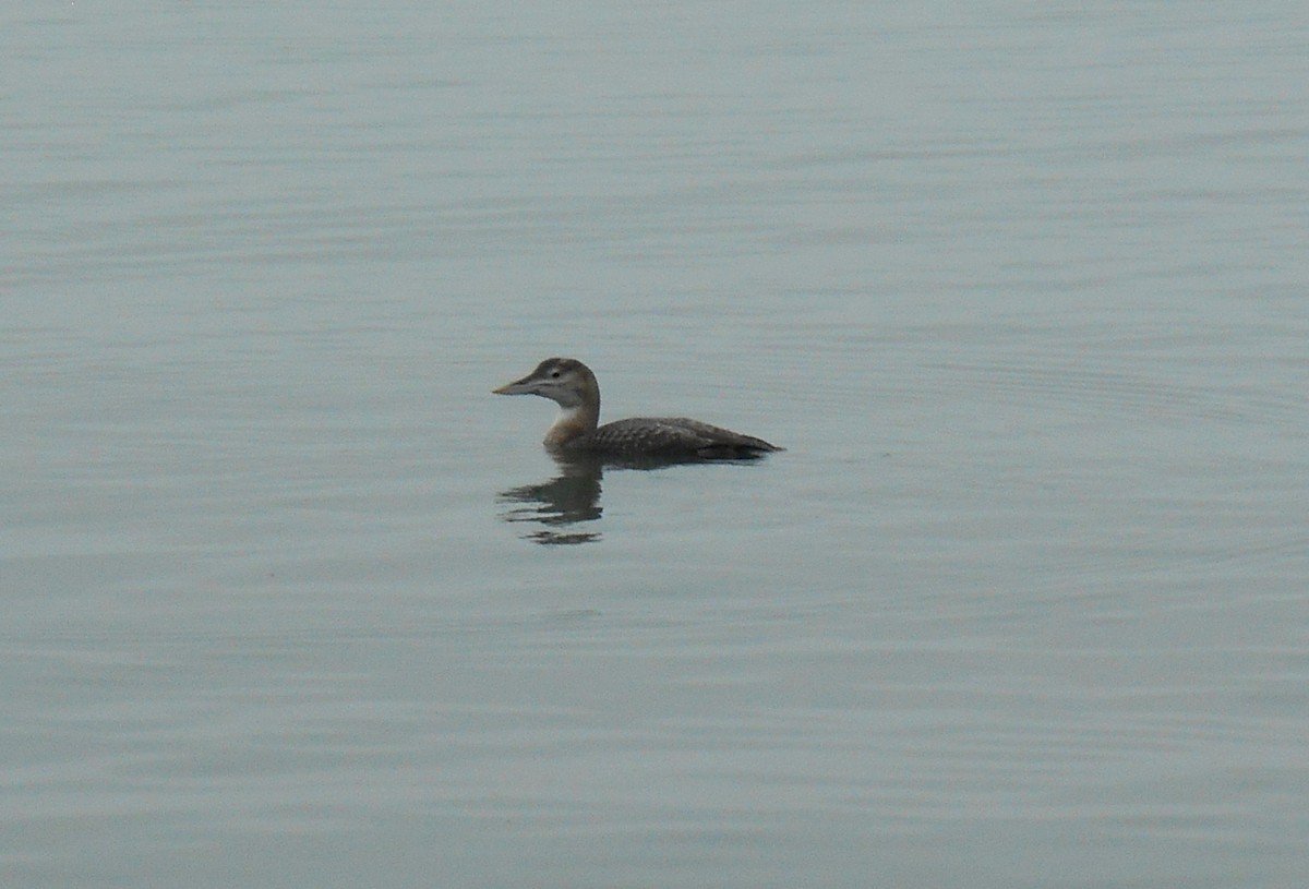 Гагара білодзьоба - ML647162598
